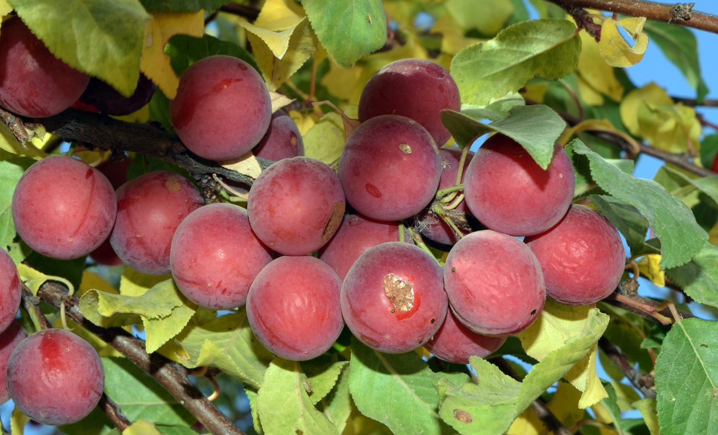 Image of Prunus cerasifera specimen.