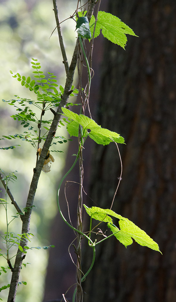 Image of Humulus lupulus specimen.