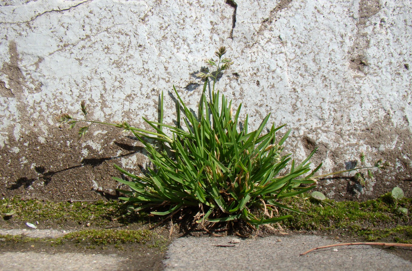 Image of Poa annua specimen.