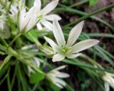 Ornithogalum refractum
