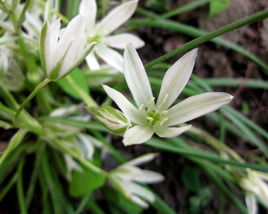 Изображение особи Ornithogalum refractum.