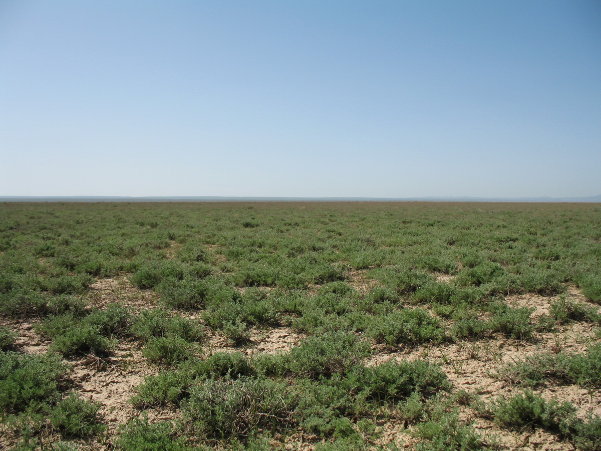 Image of Artemisia terrae-albae specimen.