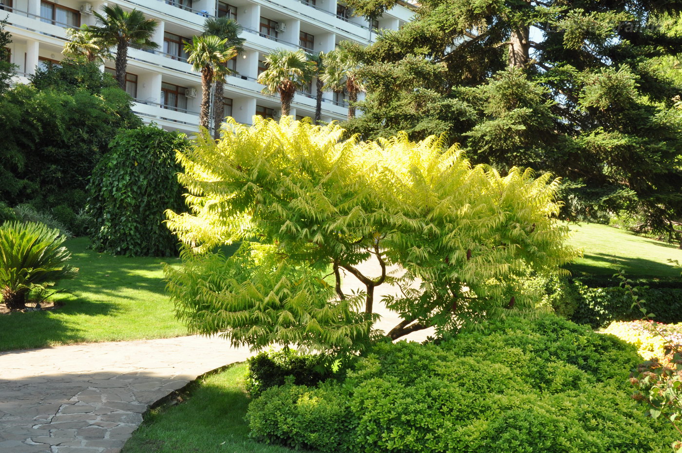 Image of Rhus typhina specimen.