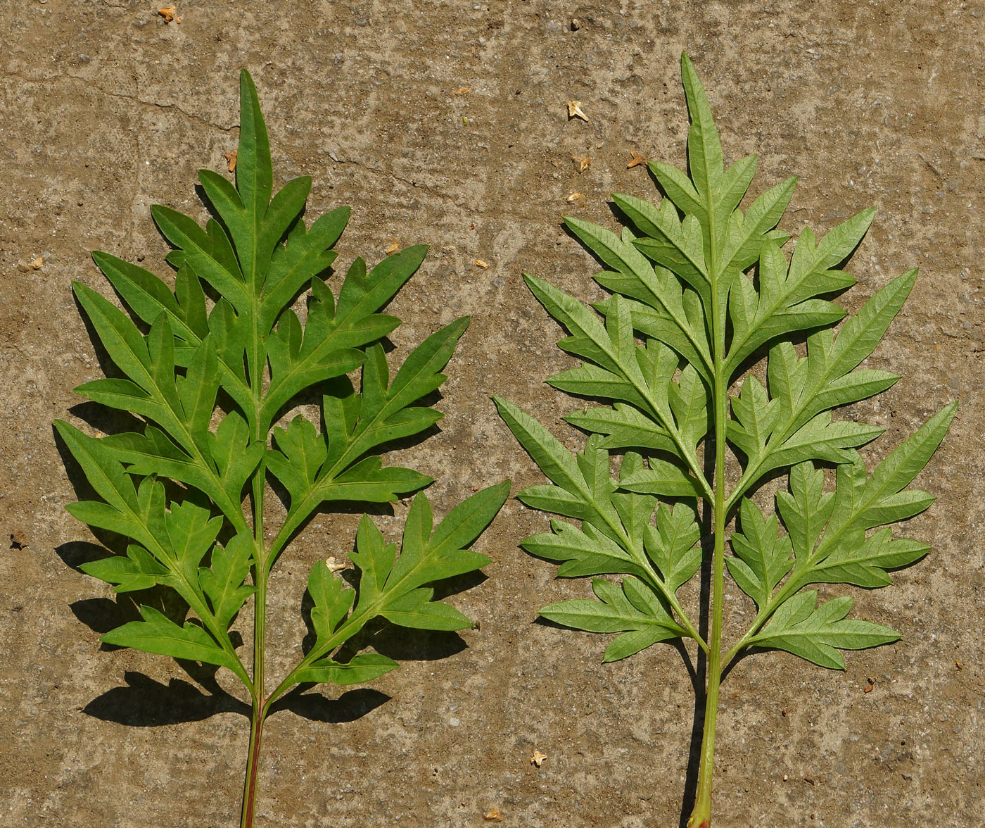 Image of Cosmos sulphureus specimen.