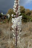 Drimia numidica