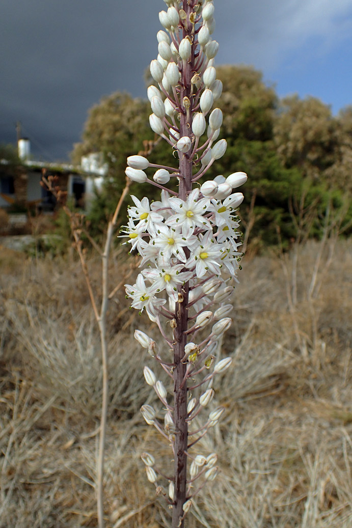 Image of Drimia numidica specimen.