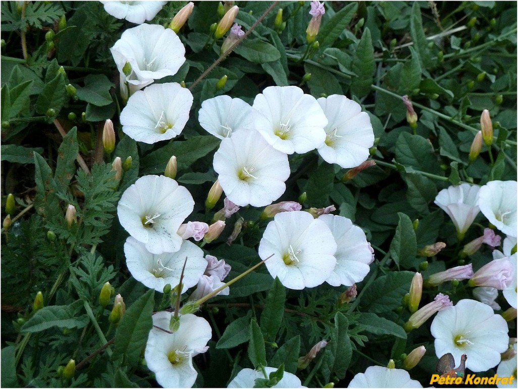 Image of Convolvulus arvensis specimen.