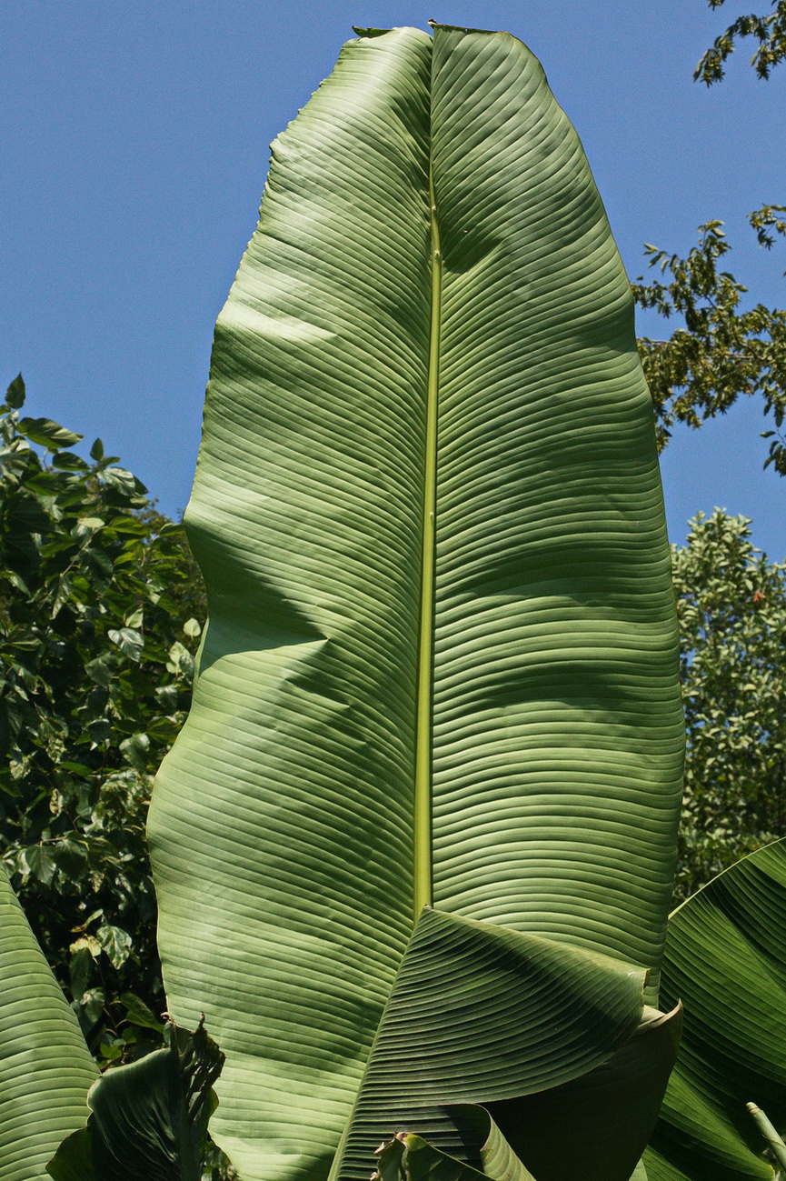 Image of Musa basjoo specimen.