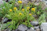 Solidago compacta