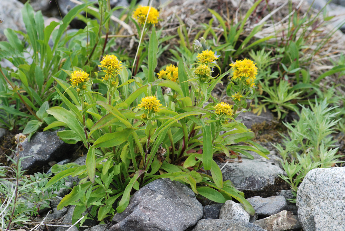 Изображение особи Solidago compacta.