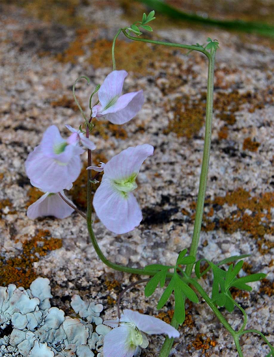 Image of Cysticapnos vesicaria specimen.