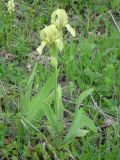 Iris imbricata