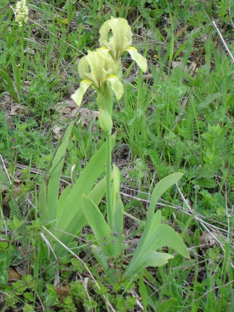 Image of Iris imbricata specimen.