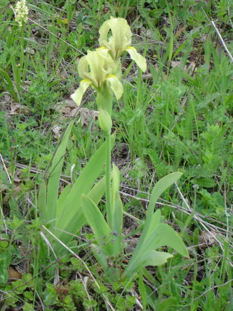 Изображение особи Iris imbricata.