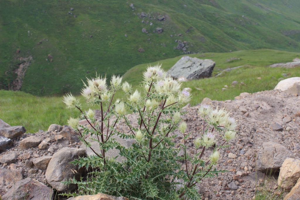 Изображение особи Cirsium obvallatum.