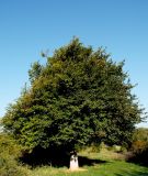 Pyrus caucasica