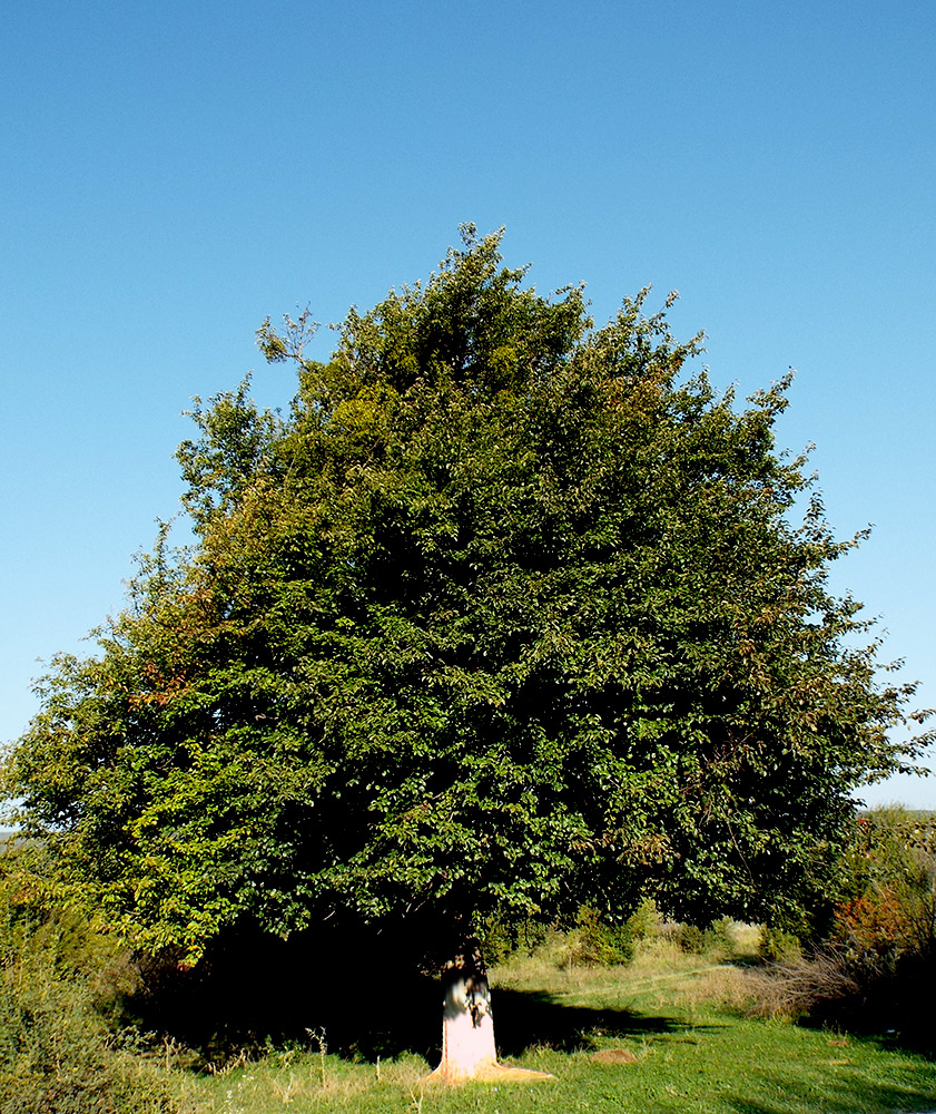 Изображение особи Pyrus caucasica.