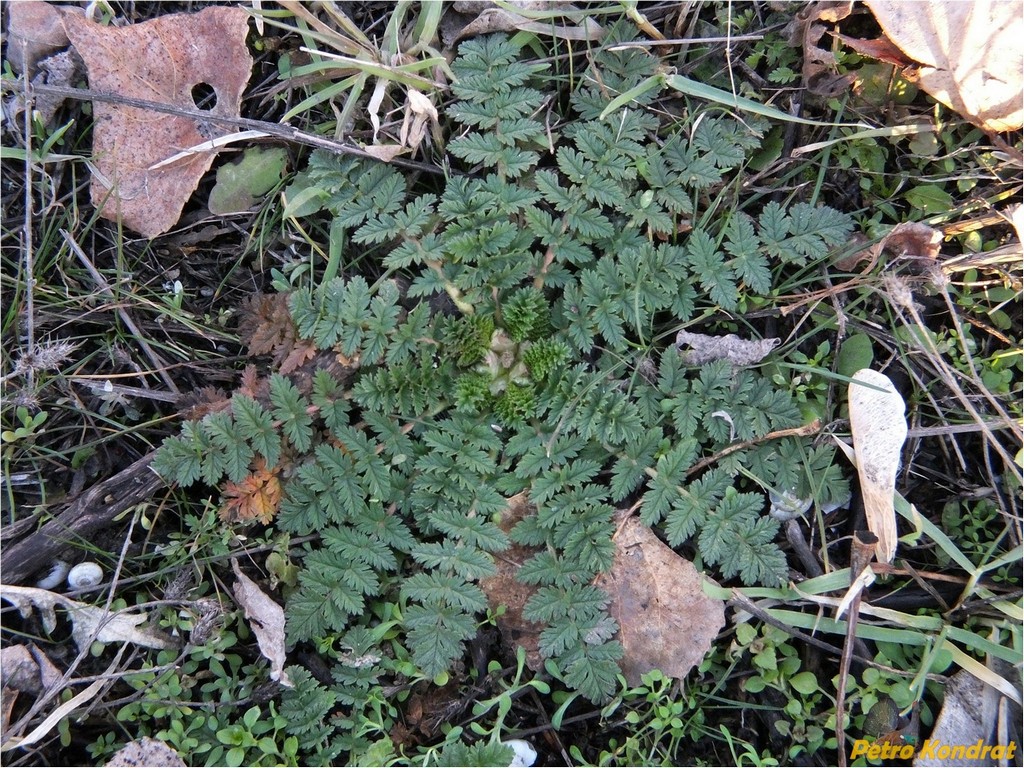 Изображение особи Erodium cicutarium.