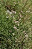 Asperula pubescens. Цветущие и плодоносящие растения, растущие среди ветвей Ononis spinosa subsp. diacantha. Греция, о-в Крит, ном Ханья (Νομός Χανίων), дим Платаньяс (Δήμος Πλατανιά), горный массив Лефка Ори (Λευκά Όρη), урочище Ксилоскало (Ξυλόσκαλο), ≈ 1200 м н.у.м., каменистый склон у автомобильной дороги. 28 июня 2017 г.