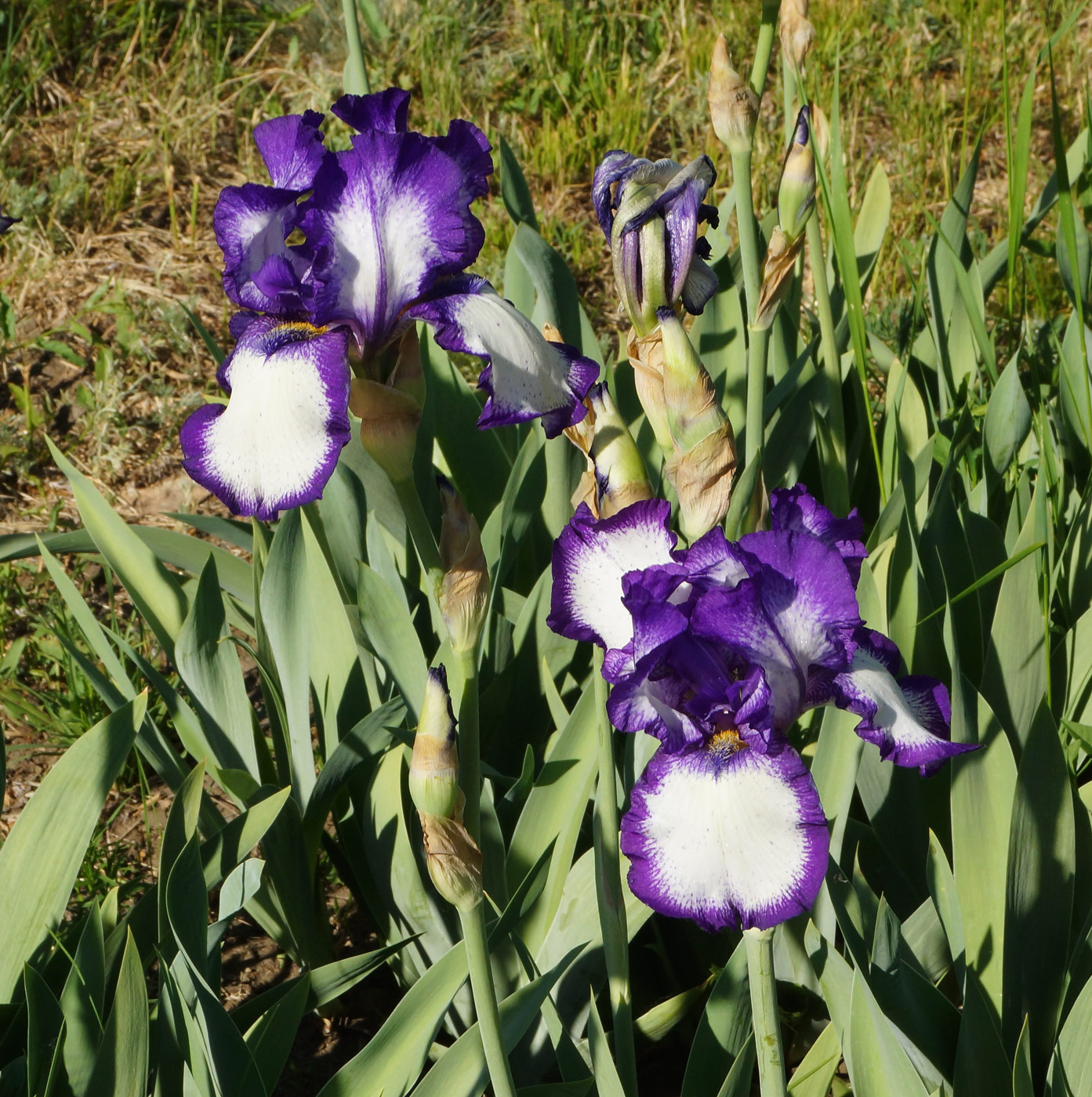 Image of Iris × hybrida specimen.