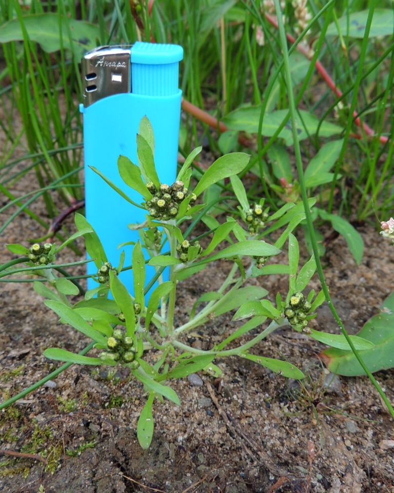 Изображение особи Gnaphalium pilulare.