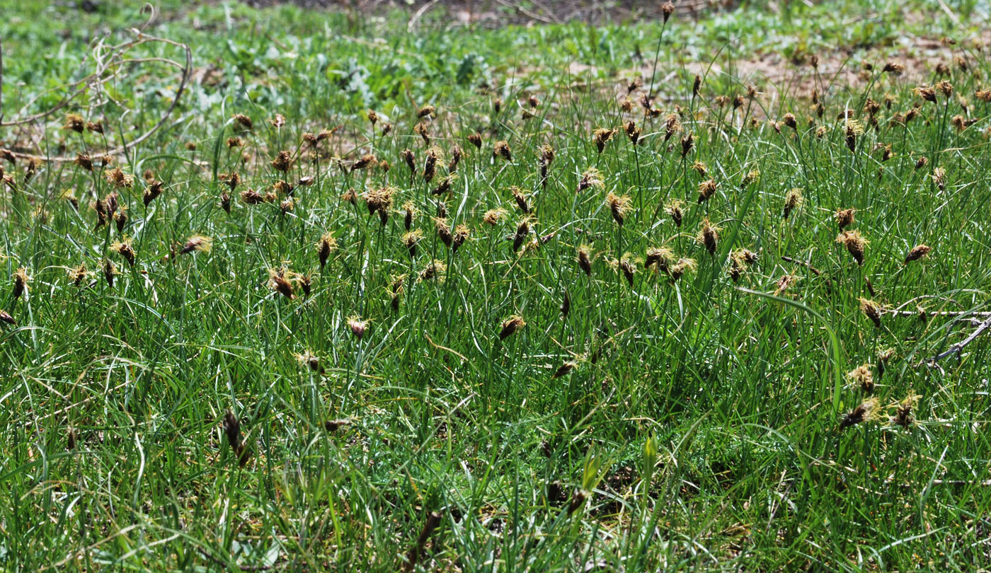 Изображение особи Carex pachystylis.