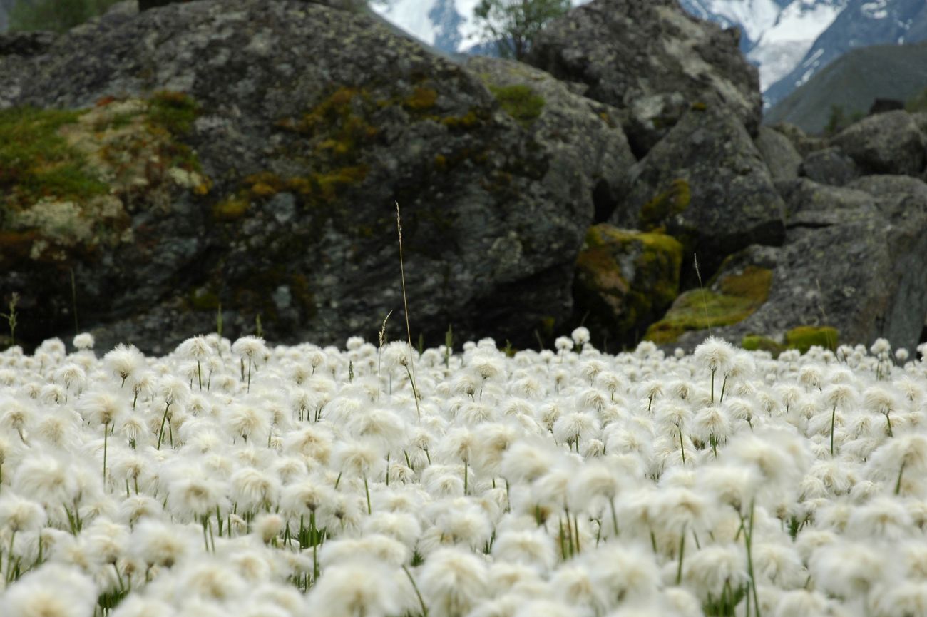 Изображение особи род Eriophorum.