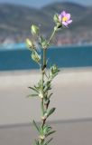 Spergularia rubra