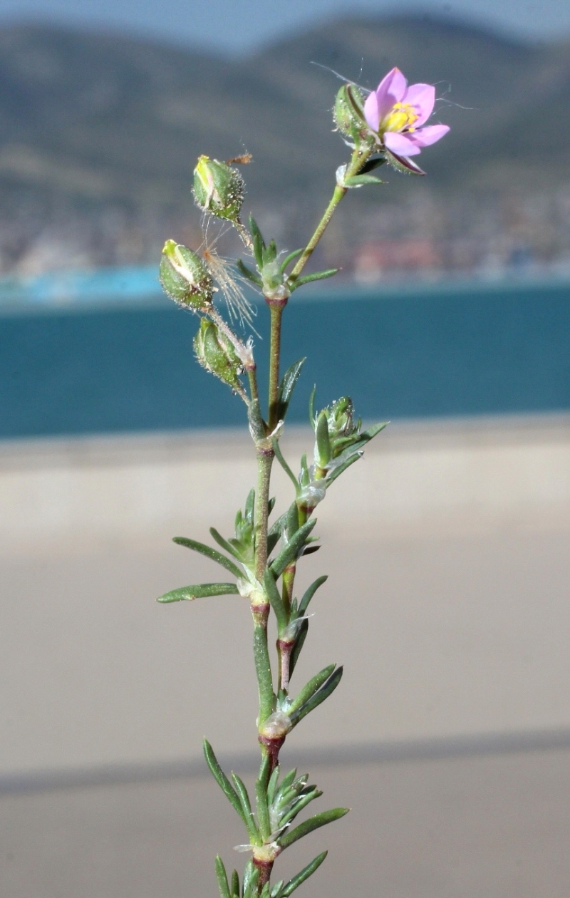 Image of Spergularia rubra specimen.