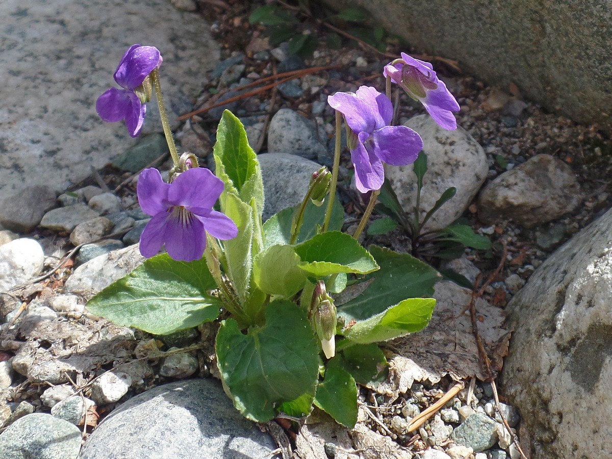 Image of Viola collina specimen.