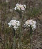 Antennaria dioica