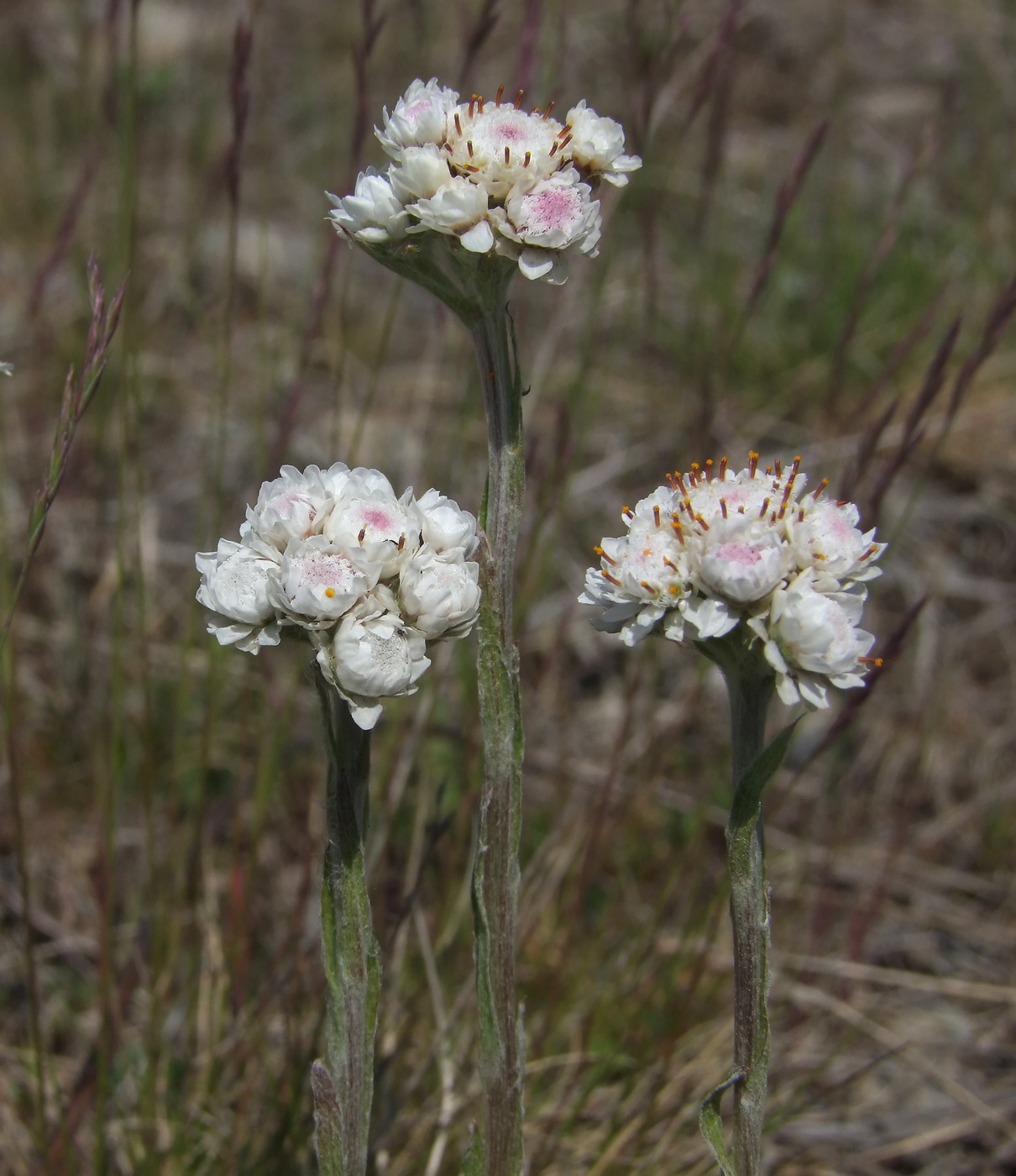 Изображение особи Antennaria dioica.