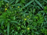 Ranunculus cantoniensis