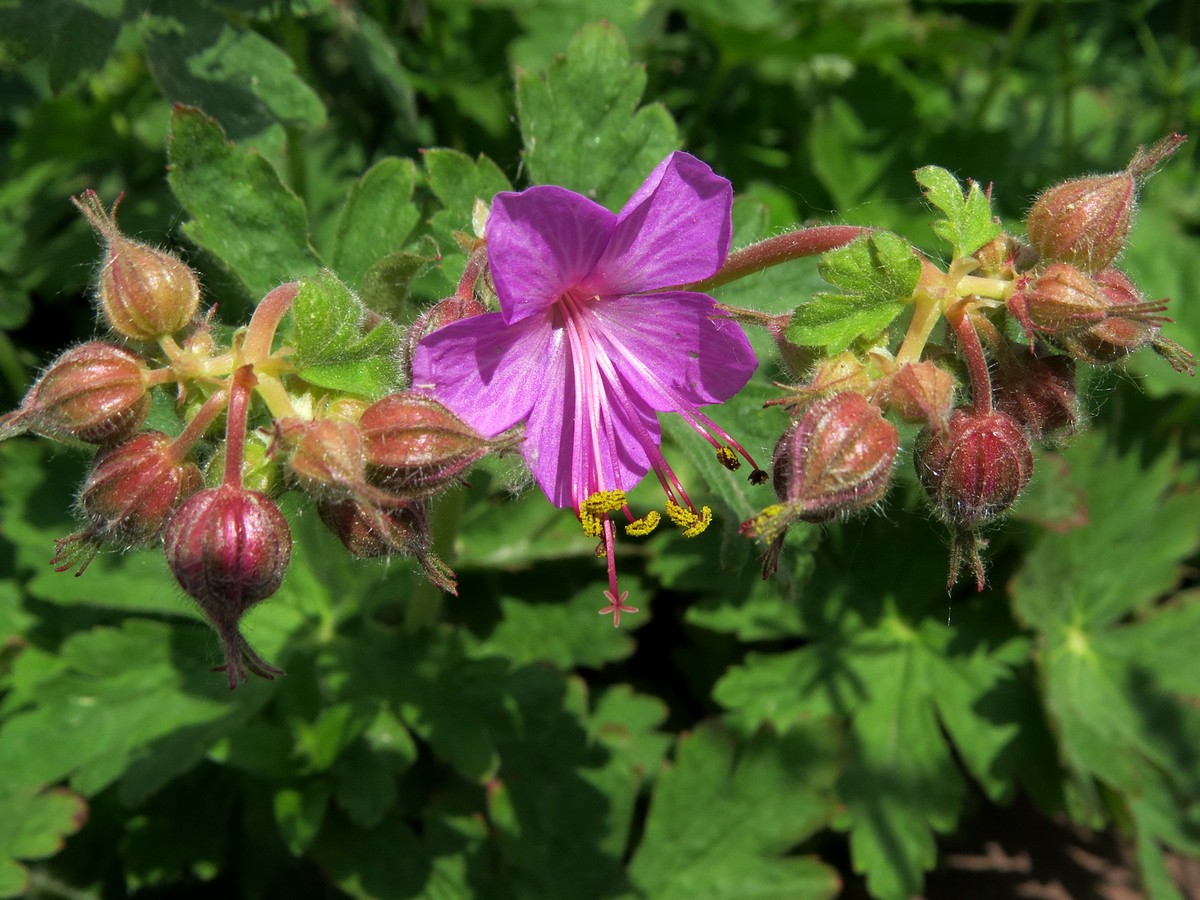 Image of Geranium macrorrhizum specimen.