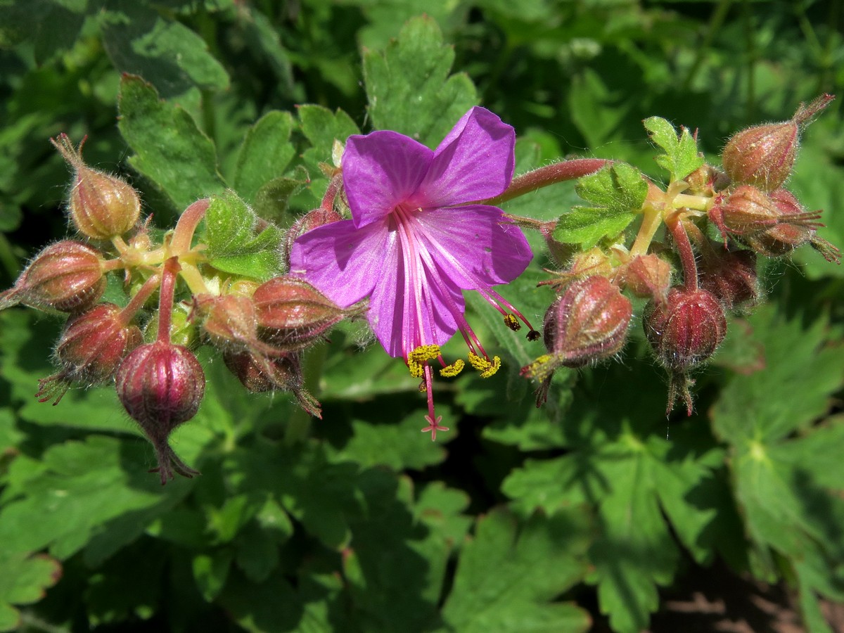 Изображение особи Geranium macrorrhizum.