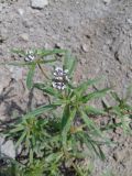 Asperula setosa