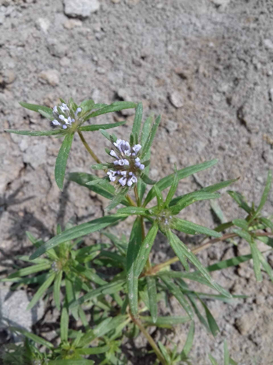 Изображение особи Asperula setosa.