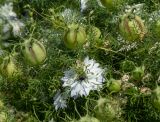 Nigella damascena