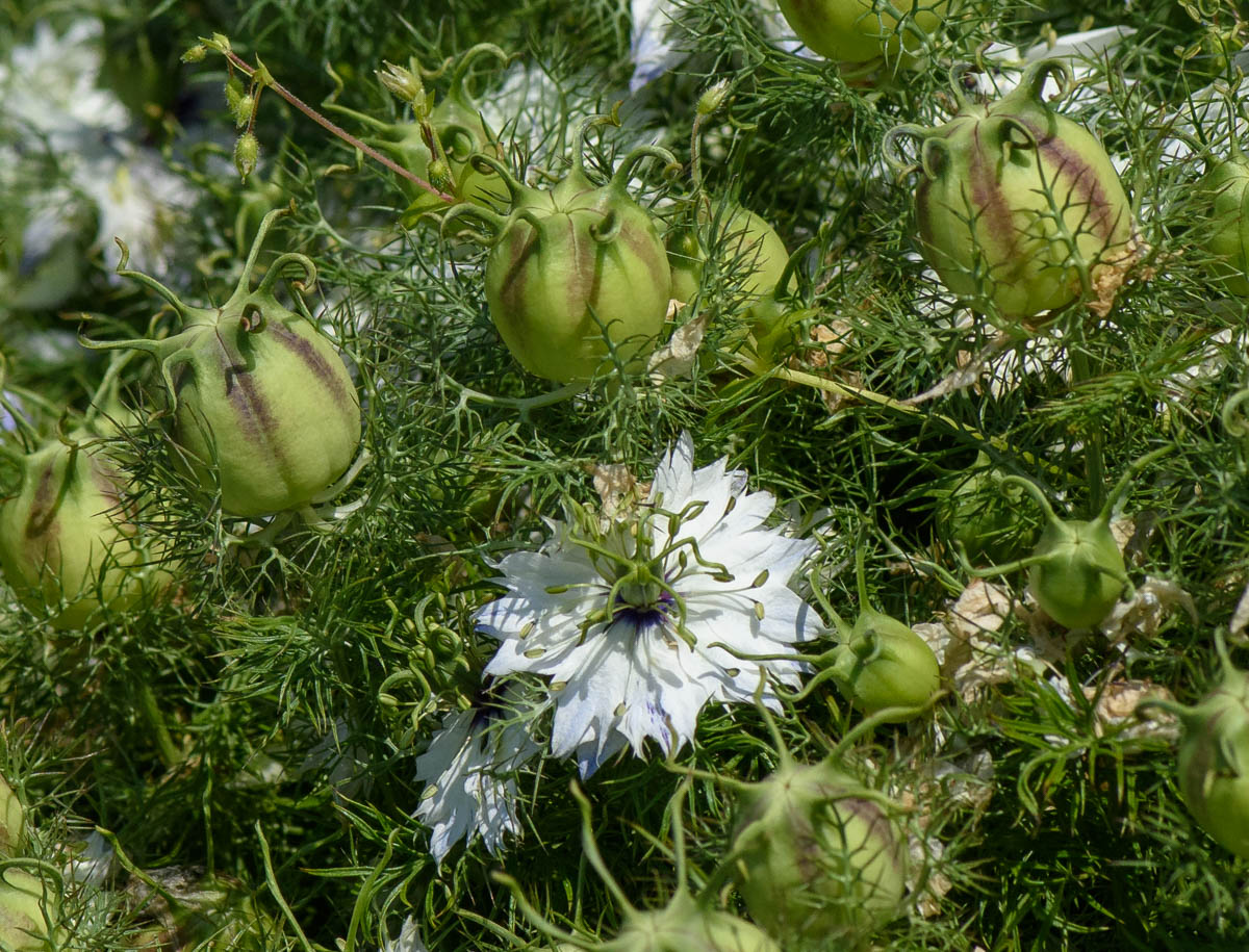 Изображение особи Nigella damascena.