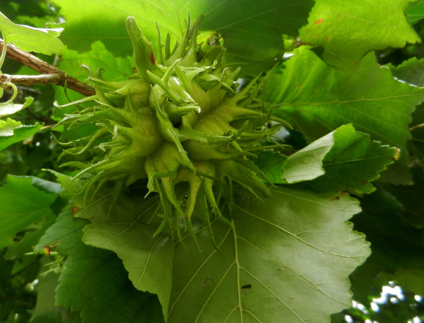 Image of Corylus colurna specimen.