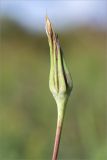 Tragopogon pratensis. Верхушка побега с отцветшим соцветием. Ленинградская обл., Гатчинский р-н, окр. пос. Пудость, разнотравный луг на месте заброшенного травертинового карьера. 12.08.2018.