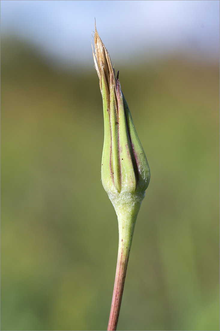 Image of Tragopogon pratensis specimen.