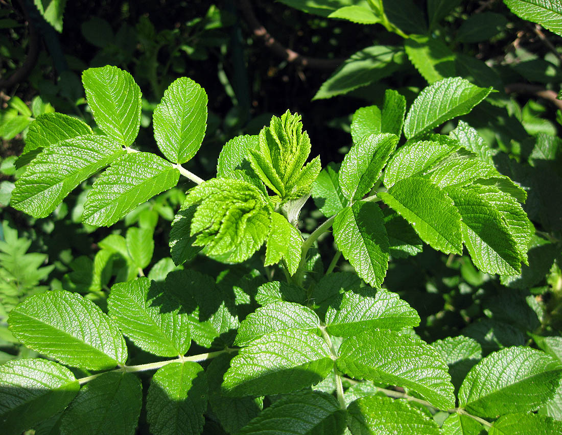 Image of Rosa rugosa specimen.