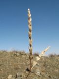 Crucianella exasperata