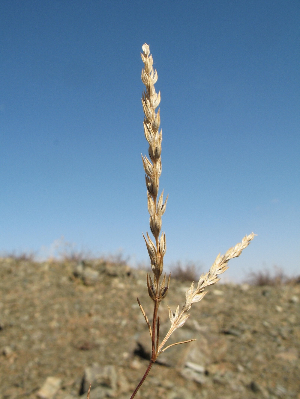 Image of Crucianella exasperata specimen.