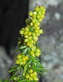 Artemisia aurata