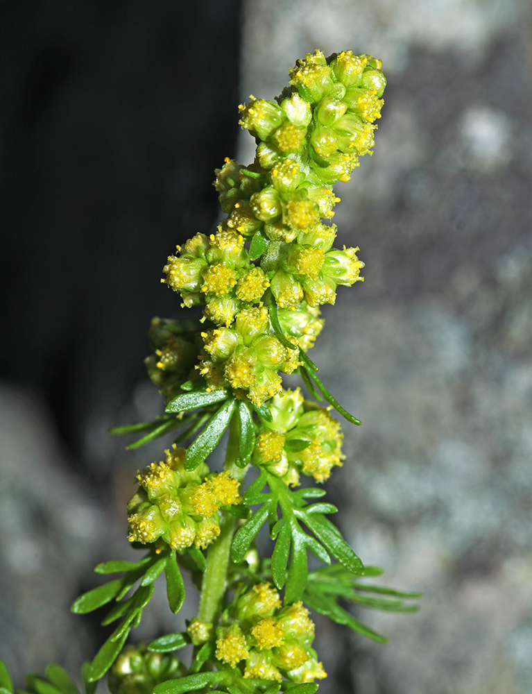 Изображение особи Artemisia aurata.