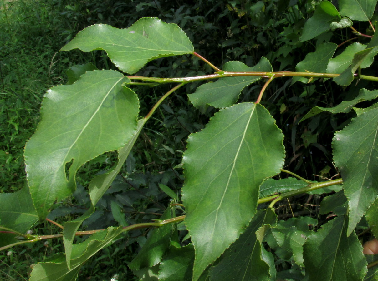 Image of Populus &times; jrtyschensis specimen.