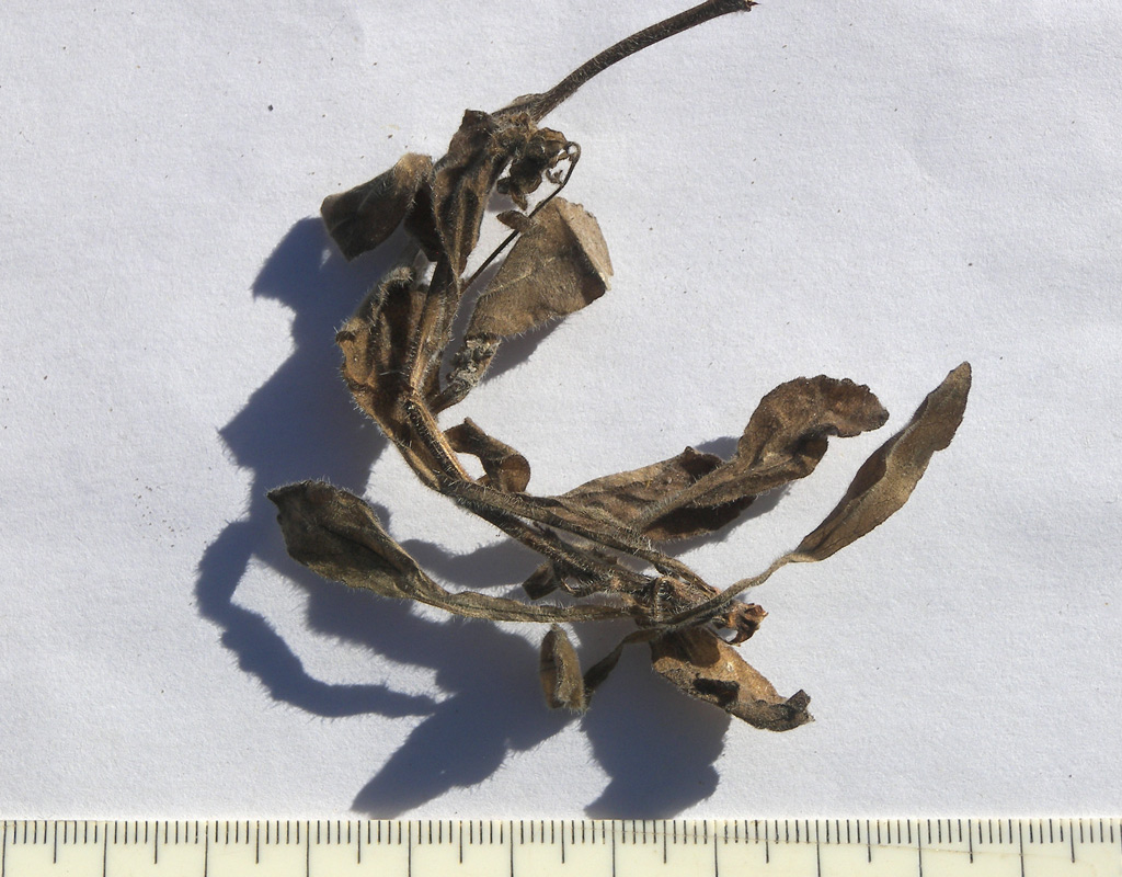 Изображение особи Campanula paradoxa.