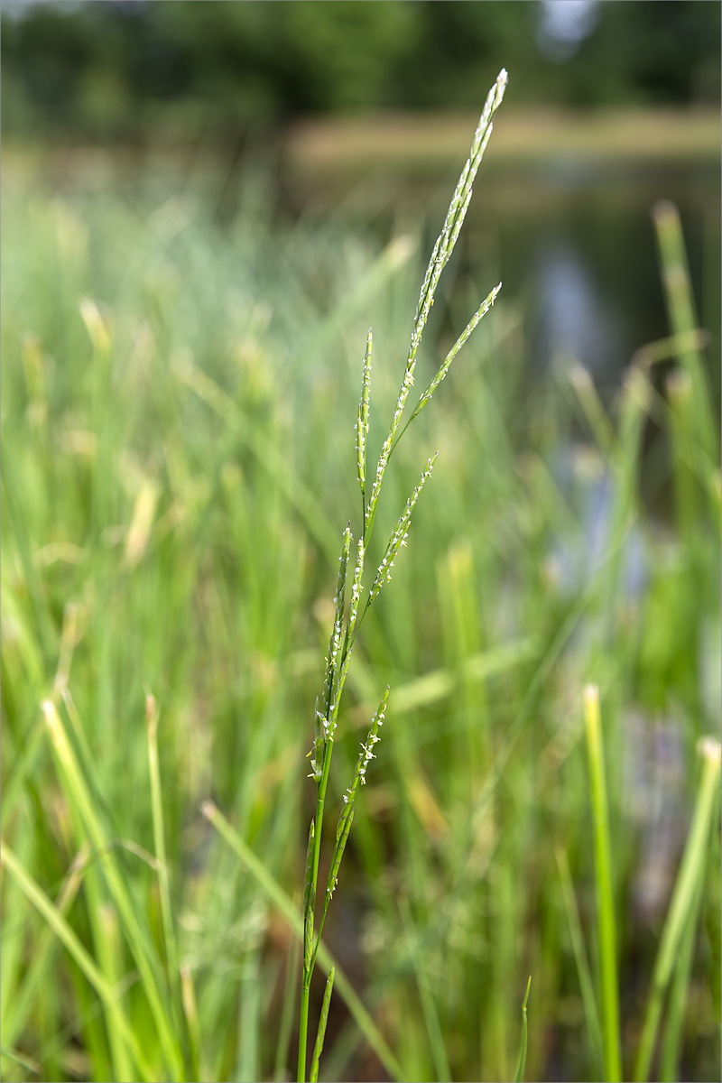 Image of Glyceria notata specimen.